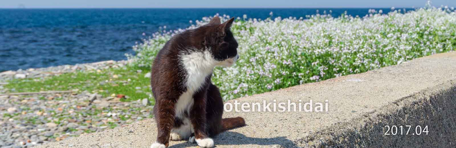 春の相島の白黒猫