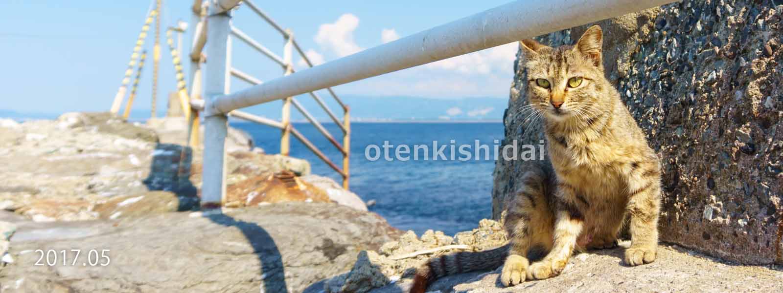 相島・海辺の猫1