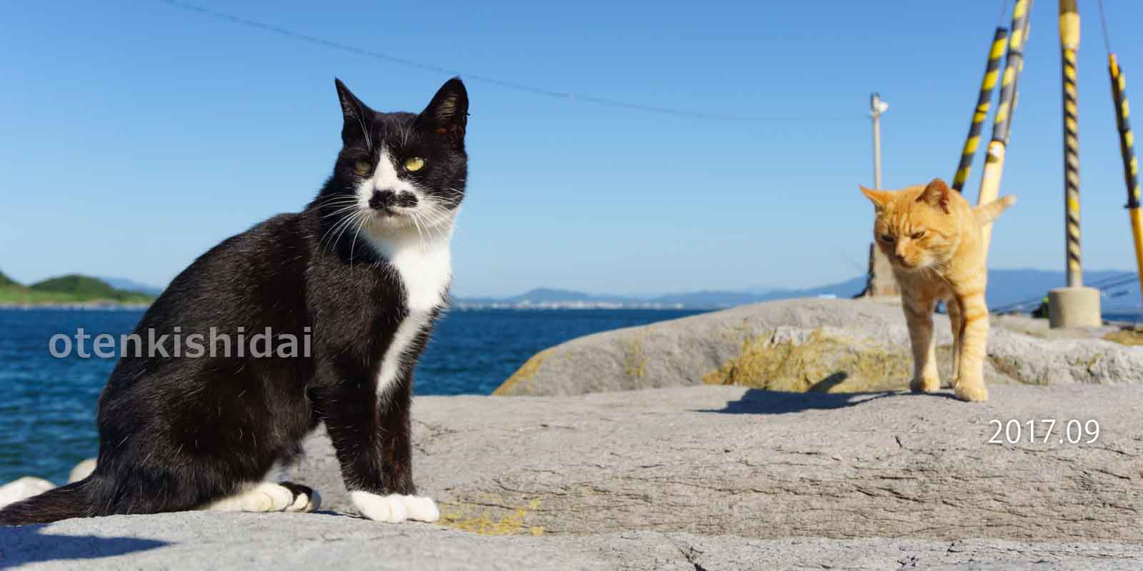 相島・海辺の猫2