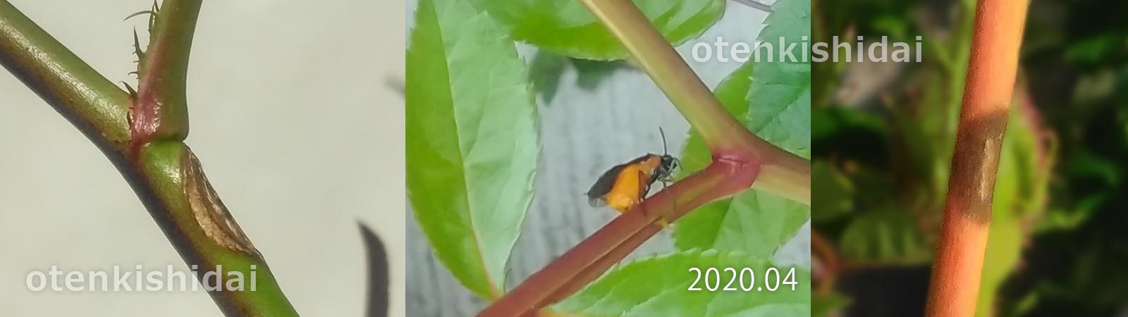 チュウレンジハバチの孵化痕と産卵痕
