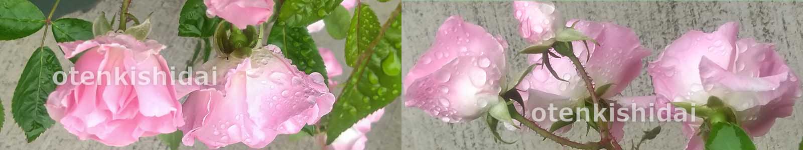 雨上がりのハルガスミの花