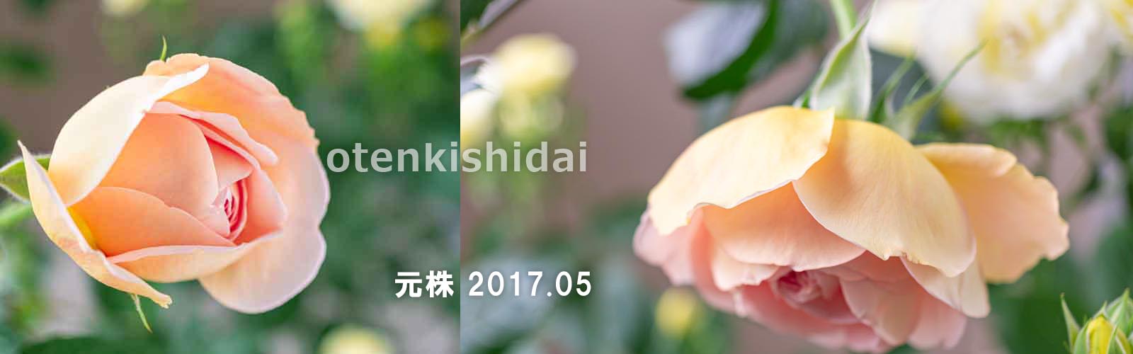 2017春・元株の花
