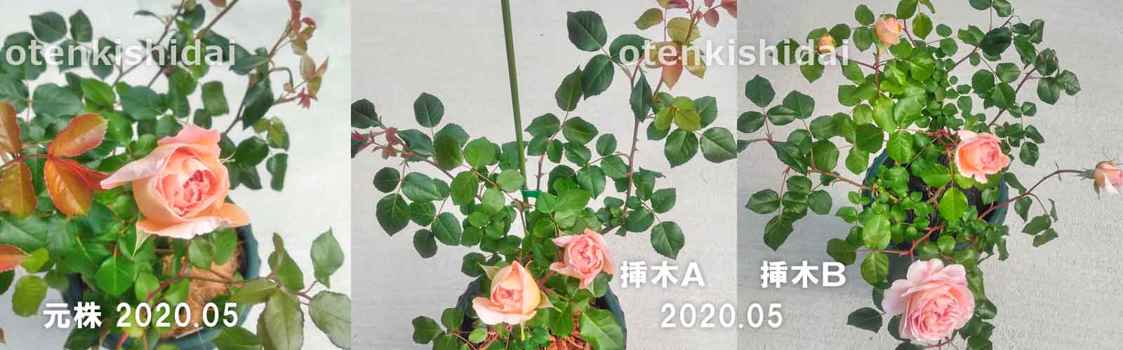 2020春の花
