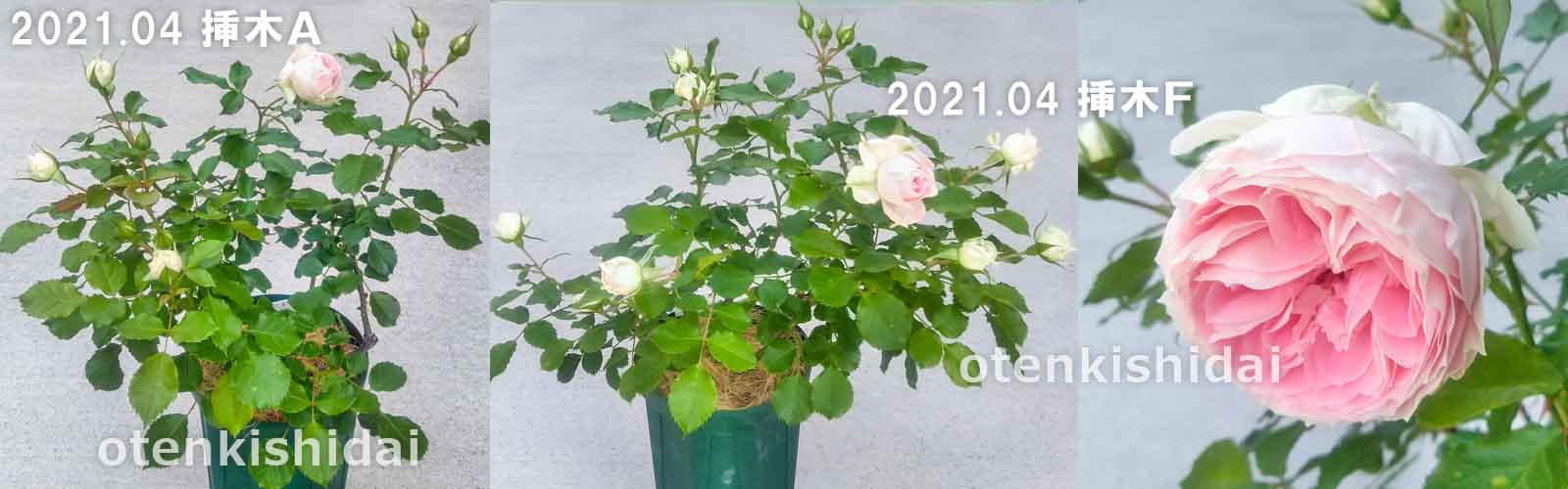 パシュミナの開花2021