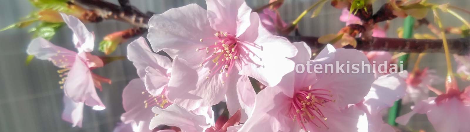 鉢植えの河津桜