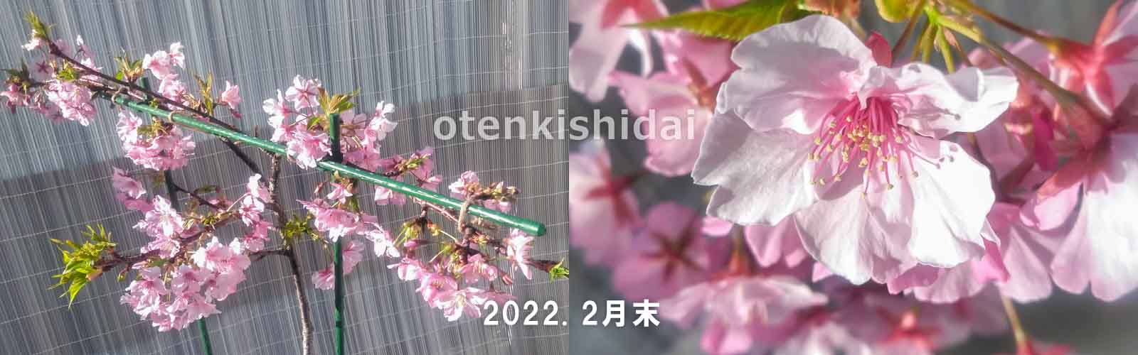 ベランダの河津桜の開花2022