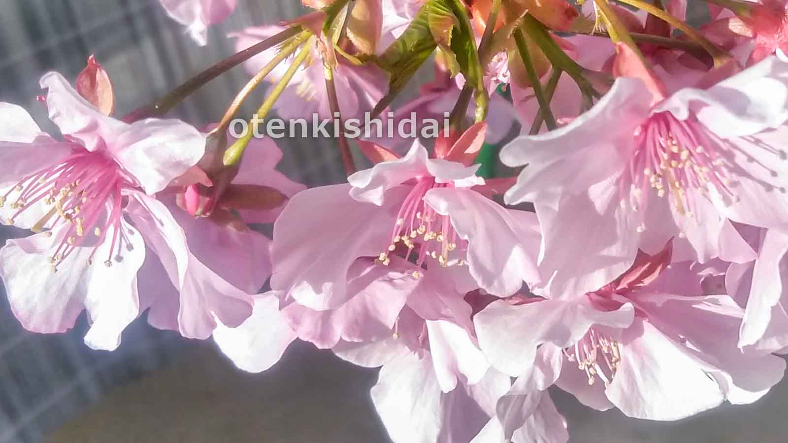 鉢植えの河津桜