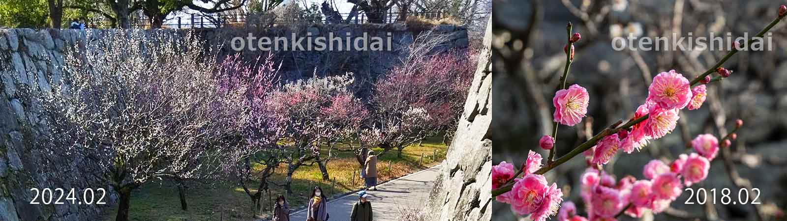 舞鶴公園の石垣と梅の花