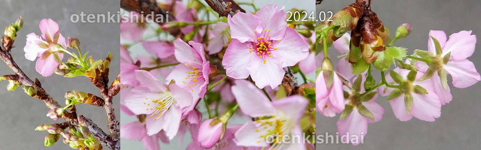 鉢植え河津桜の開花2024