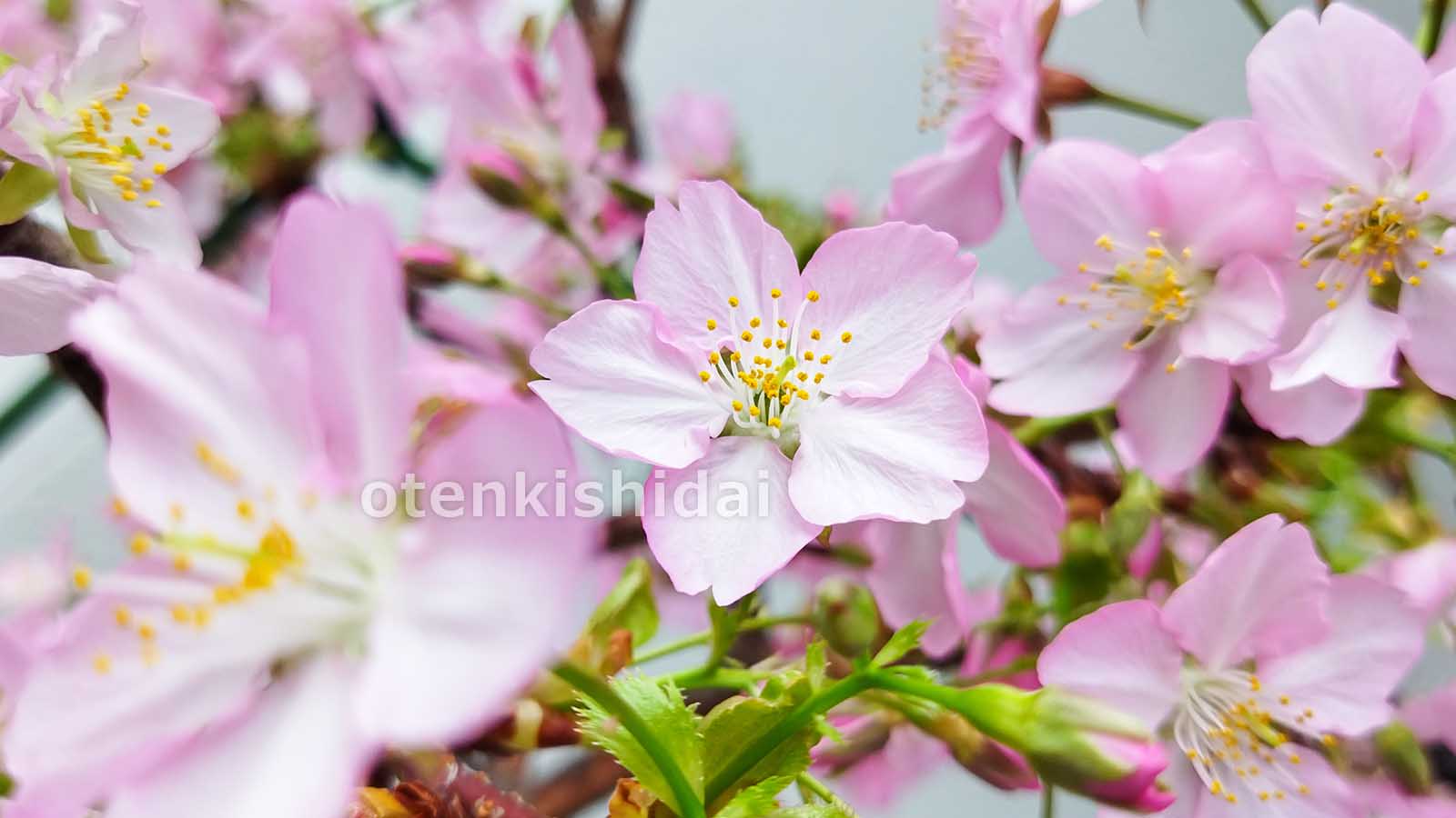 鉢植え河津桜の開花2024